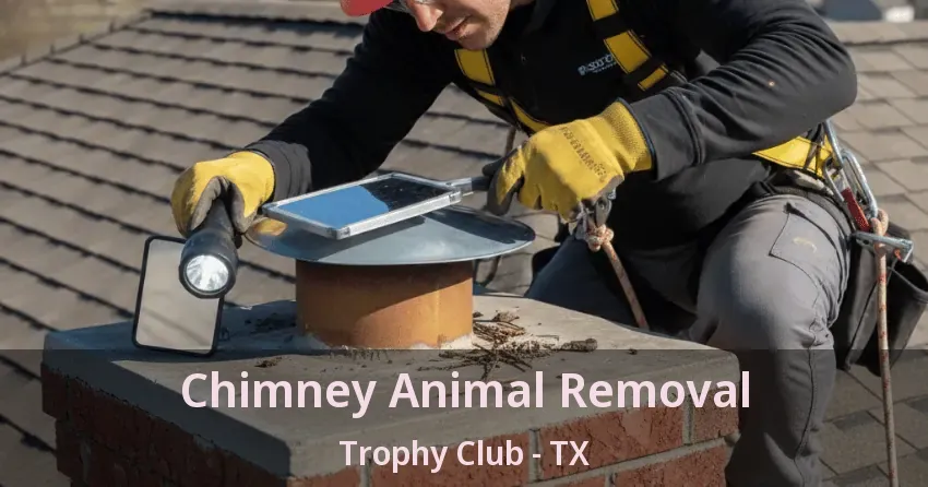Chimney Animal Removal Trophy Club - TX